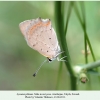 lycaena phlaeas talysh male 5